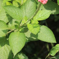 Stachytarpheta mutabilis (Jacq.) Vahl